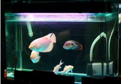 青岛亮点水族生态鱼缸价格