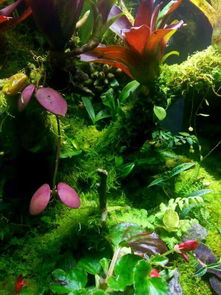 亚热带丛林生态雨林缸景观赏析