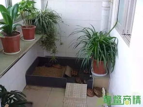 你知道龟类饲养的基本环境及空间需求吗