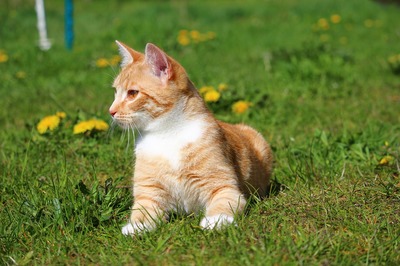 荷兰金鱼缸是什么意思呀(荷兰凤凰鱼吃什么的)