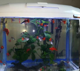 天润牌高级水族箱及全套设备