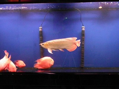 菜鸟射影,水族箱篇,希望老师多加指正!谢谢(本人都是用的M档)