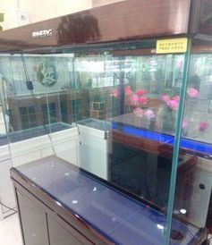 专业清洗鱼缸,鱼病护理及维修,出售各种观赏