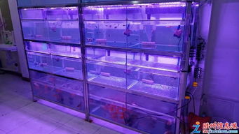 1元 胶州市小丑鱼水族馆观赏鱼小型热带鱼水族器材鱼缸批