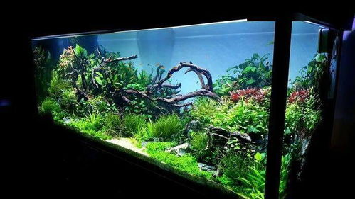 一个 设备控 玩家的1米5大草缸,令人叹为观止