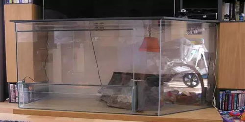 歪果仁电视机柜里的创意水草造景缸