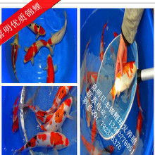 水族观赏鱼价格 水族观赏鱼批发 水族观赏鱼厂家 