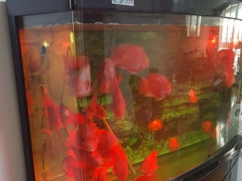 图 大兴黄村郡城出9成新京都水族箱 北京宠物食品与用品