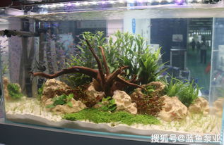 水族器材配置水族箱滤材的注意事项