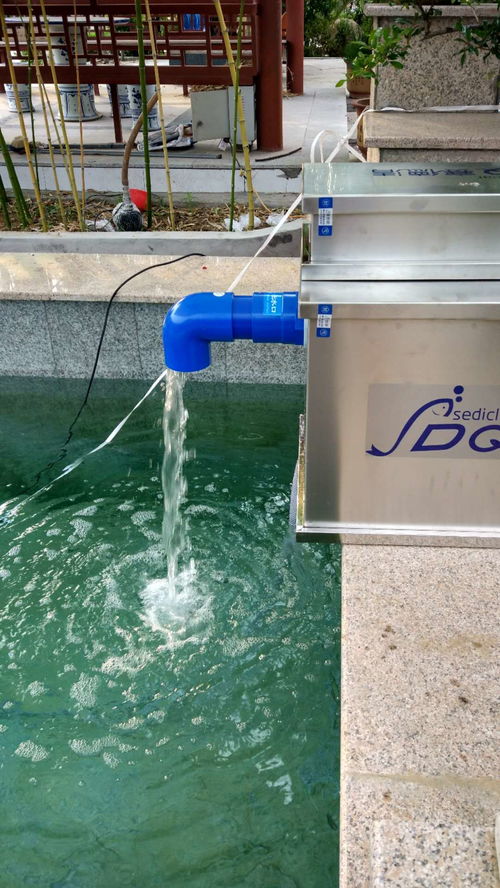 养鱼居然可以治病,还能安抚老年痴呆 还等什么,都快去养鱼