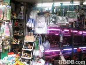 为顾客提供优质的水族设备 设计不同大小的鱼缸 以及提供一站式水族工程及水族保养等服务