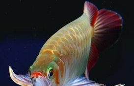 观赏鱼出售送货专业承接鱼缸清洗消毒换水更换器材聚龙水族