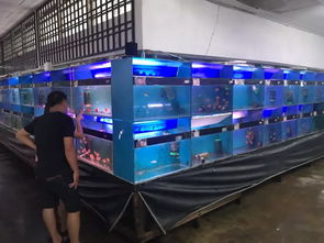 马来20年水族老店,大多器材竟来自中国