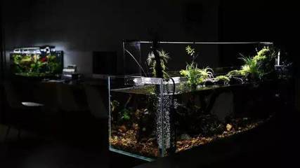 雨林缸造景:初试雨林缸,成景就这么漂亮?