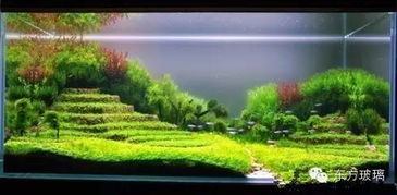 为你的家添置一个水底世界 草缸