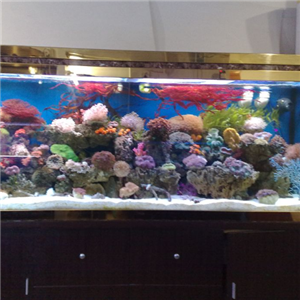 佳璐水族器材加盟——开启水族事业新篇章