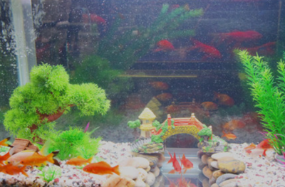 观赏鱼店加盟与水族器材 投资前景与盈利分析