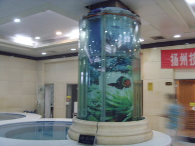 春节鱼缸清洗指南 用对水族器材，让爱宠舒适过年