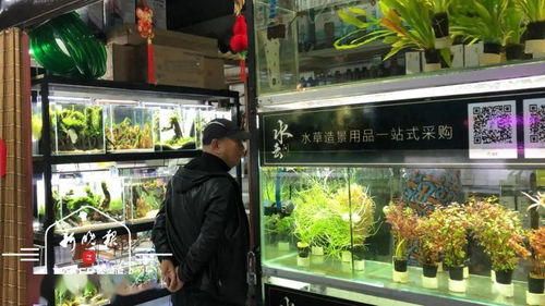 哈尔滨水族器材市场 不卖鱼只卖景的整景达人