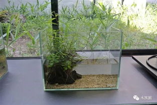 实拍东京墨田すみだ水族馆 探访世界最大水族馆与ADA总部的水族世界