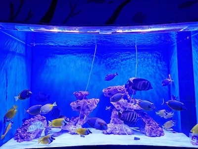 北京市水族器材市场概览与发展趋势